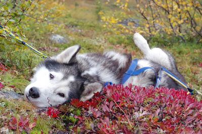 Huskycamp Brandnertal - unsere Wintersaison ist beendet!!!