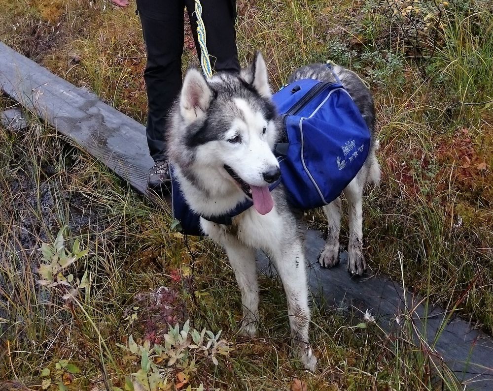 Packtaschen für Hunde