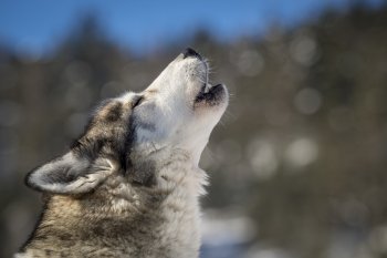 Programme für Gruppen/Firmen finden kommenden Winter ab November bis 10.3.2024 statt und für Privatpersonen ab 2.1.2024 bis 10.3.2024!!!