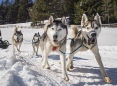 schlittenhundefahrschule-gruppe-05