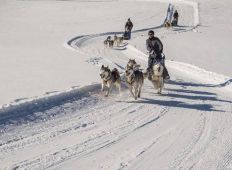 schlittenhundefahrschule-gruppe-06