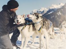tn_Husky_Toni_Brandnertal_Bürserberg_c_Markus_Gmeiner_-_Vorarlberg_Tourismus_GmbH_5