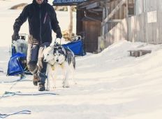 tn_Husky_Toni_Brandnertal_Bürserberg_c_Markus_Gmeiner_-_Vorarlberg_Tourismus_GmbH_7