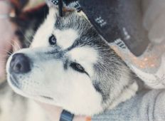 tn_Husky_Toni_Brandnertal_Bürserberg_c_Markus_Gmeiner_-_Vorarlberg_Tourismus_GmbH_1