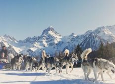 tn_Husky_Toni_Brandnertal_Bürserberg_c_Markus_Gmeiner_-_Vorarlberg_Tourismus_GmbH_10