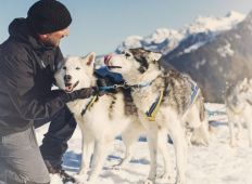 tn_Husky_Toni_Brandnertal_Bürserberg_c_Markus_Gmeiner_-_Vorarlberg_Tourismus_GmbH_5