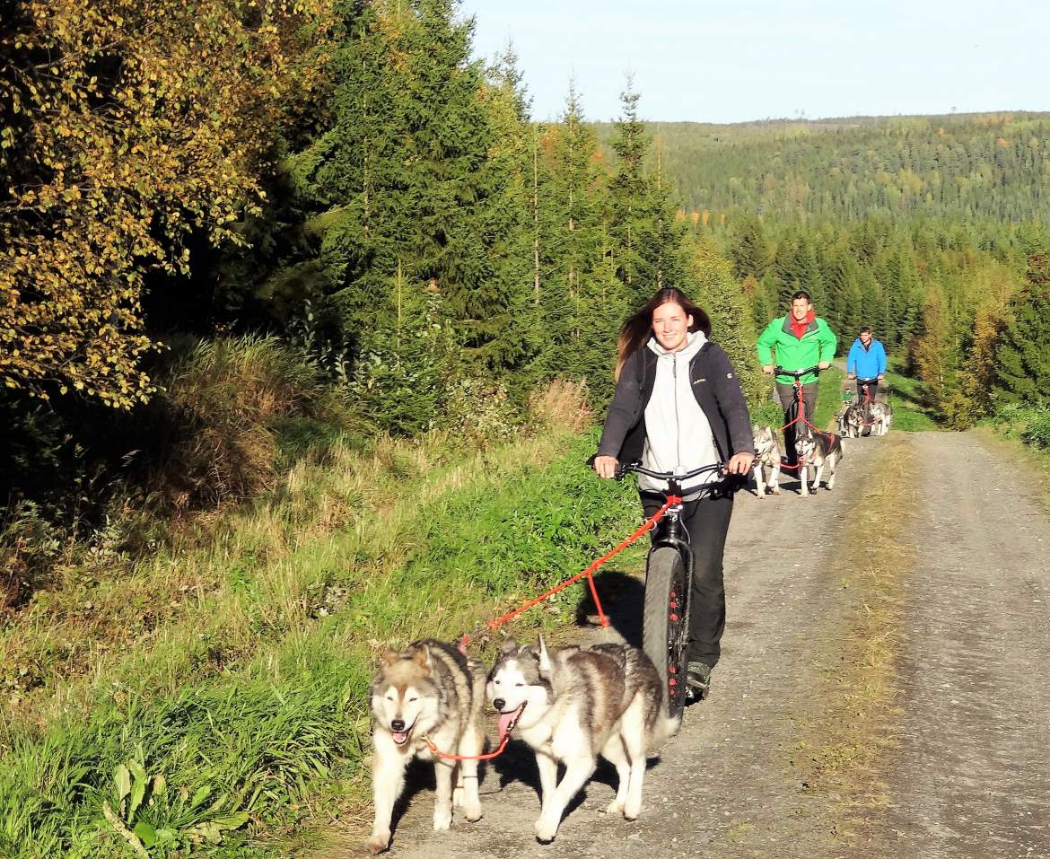 Dogscooterfahren (Gruppe)