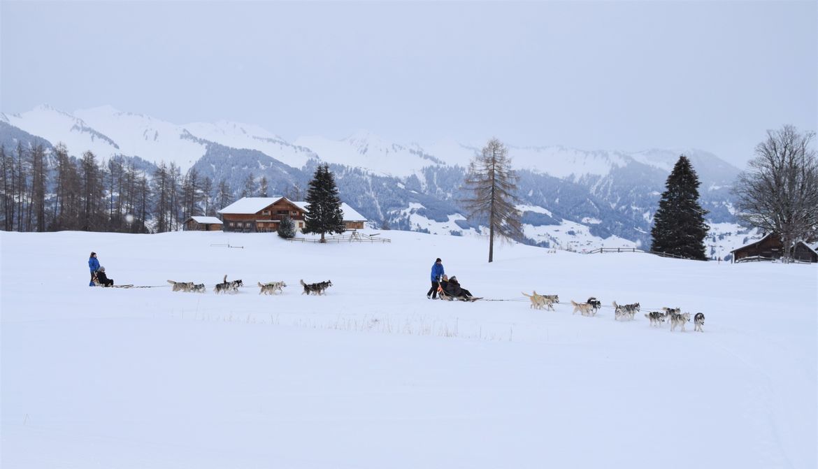 Erlebnis Schlittenhunde (Gruppe)