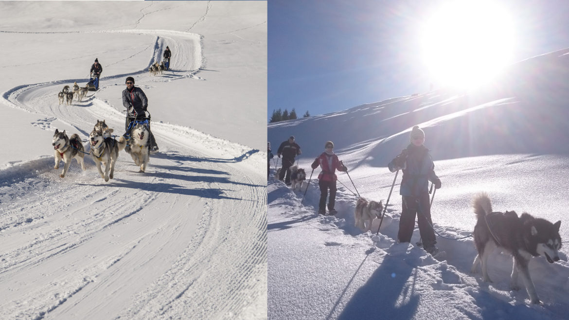 Schneeschuhwanderung mit Huskies & Schlittenhundefahrschule
