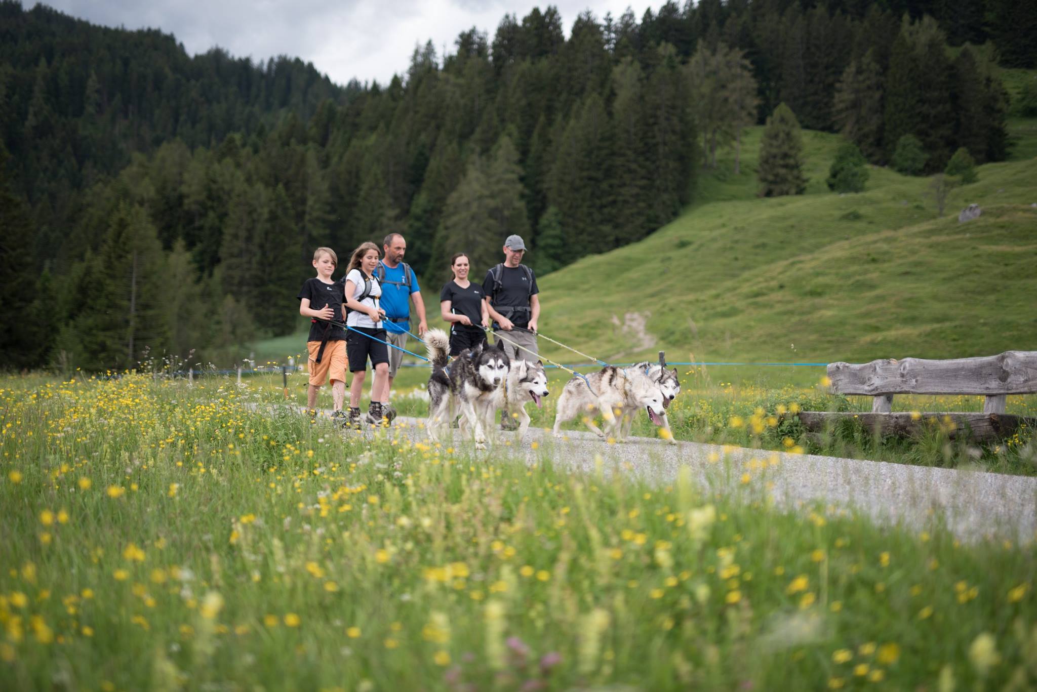 Wandern mit Huskies