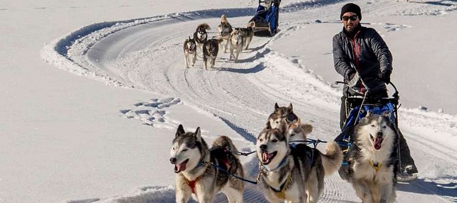 Schlittenhundefahrschule