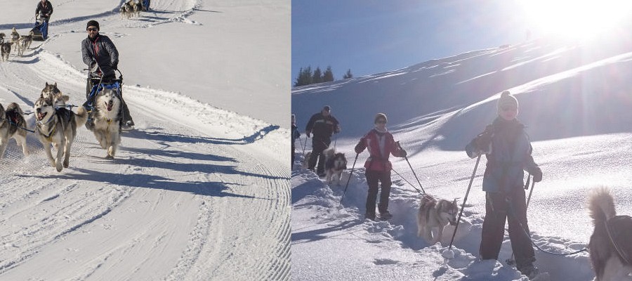 Schneeschuhwanderung mit Huskies & Schlittenhundefahrschule 