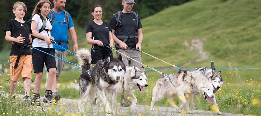 Wanderung mit Huskies (Gruppe)