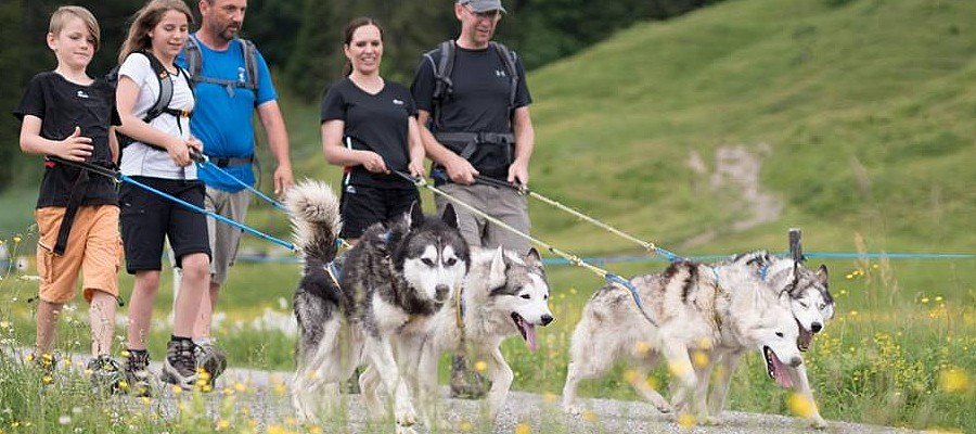 Wanderung mit Huskies 